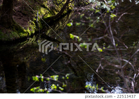 A quiet pond in the morning A quiet pond in the morning 22513437
