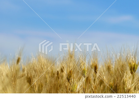 成熟大麥領域和藍天拷貝空間 22513440