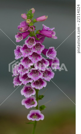 Digitalis purpurea flower Digitalis purpurea flower 22514024