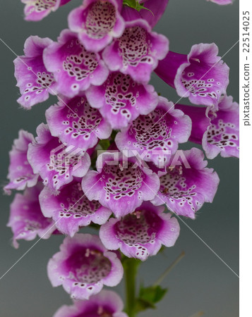 Digitalis purpurea flower Digitalis purpurea flower 22514025