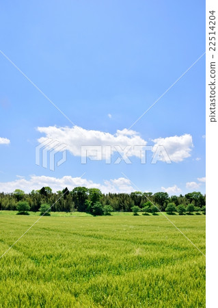 Copy space of one side of wheat field and blue sky 22514204