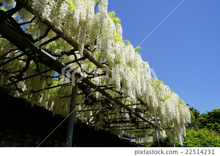 可能花Shirato的Hakkondo寺05鎌倉 可能花Shirato的Hakkondo寺05鎌倉 22514231