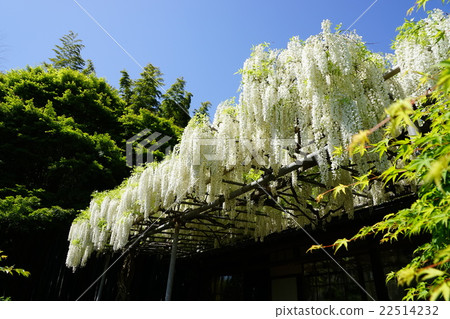 可能花Shirato的Hakkondo寺06鎌倉 可能花Shirato的Hakkondo寺06鎌倉 22514232