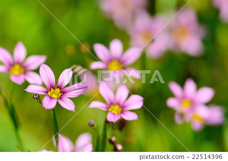 春田 春田 22514396