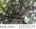 大樹 22515173