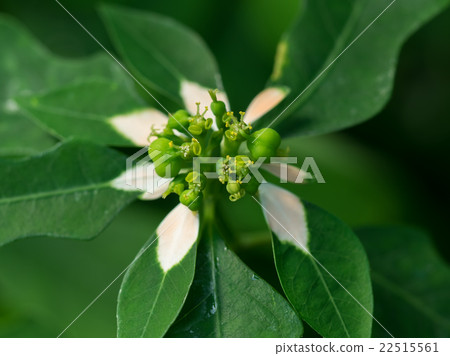 Small Flower of Chow Broth 22515561