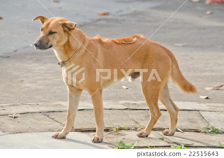 brown dog 22515643
