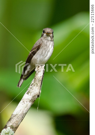 brow fly catcher brow fly catcher 22515666