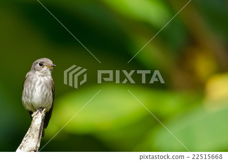 brow fly catcher brow fly catcher 22515668