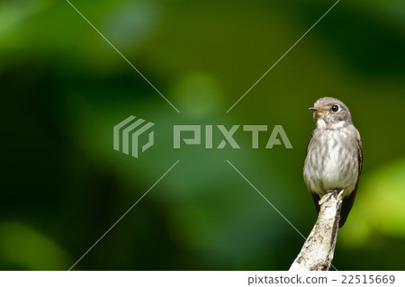 brow fly catcher brow fly catcher 22515669