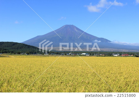 富士山和秋天米領域視圖 富士山和秋天米領域視圖 22515800
