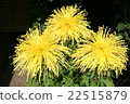大花菊 22515879