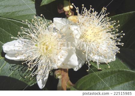 Guava flower 22515985