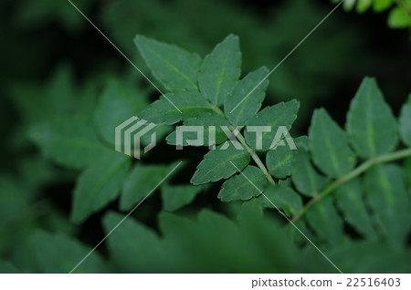 山竹葉 山竹葉 22516403