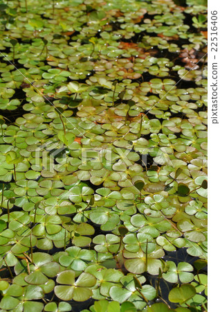 Dangisho Dangisho 22516406