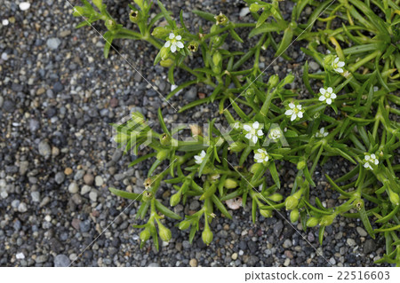 Hamatsumekusa Hamatsumekusa 22516603