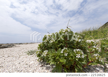 哈馬老闆 22516625