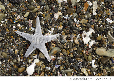 The starved starfish The starved starfish 22516627