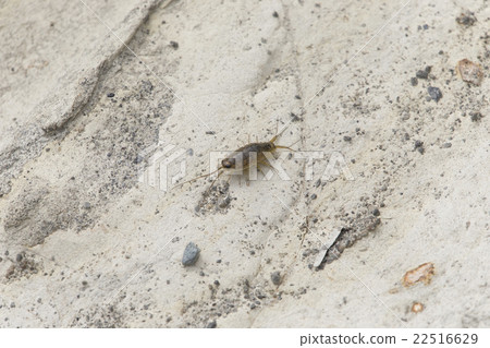 利賈異國情調 22516629