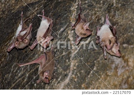 bat is mammal and call "vampire" 22517070