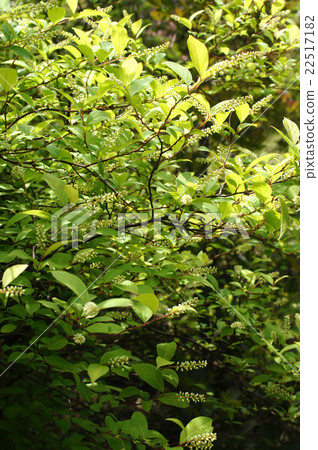 Cobanosuina的芽 22517182