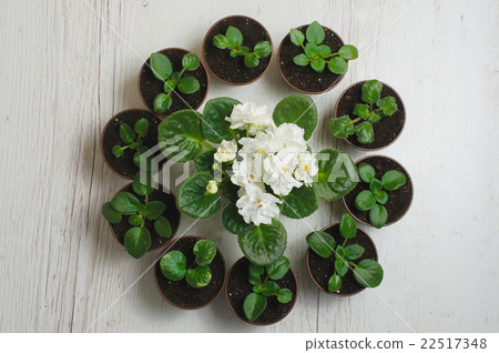 Sprouts indoor plants in pots 22517348
