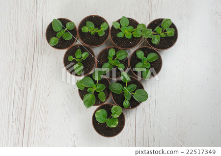 Sprouts indoor plants in pots 22517349