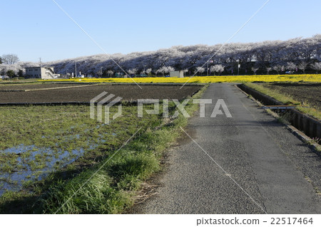 Lucky Star 's Holy Land Sachie Spring of Spring Lucky Star 's Holy Land Sachie Spring of Spring 22517464