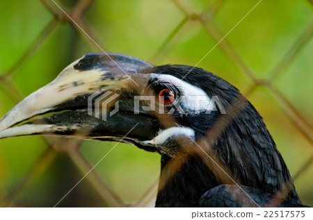 hornbill is big bird hornbill is big bird 22517575