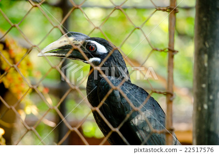 hornbill is big bird hornbill is big bird 22517576