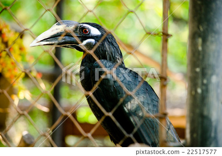 hornbill is big bird hornbill is big bird 22517577