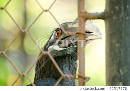 hornbill is big bird hornbill is big bird 22517578