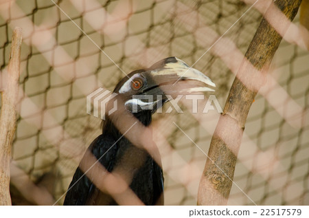 hornbill is big bird hornbill is big bird 22517579