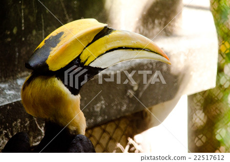 hornbill is big bird hornbill is big bird 22517612