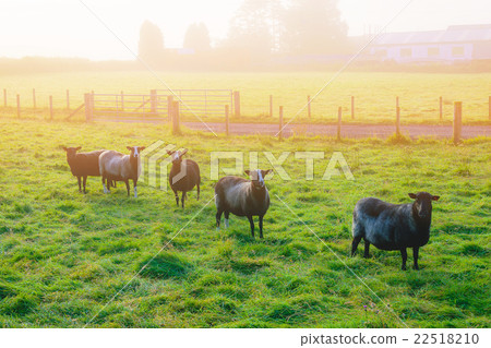 Black sheeps standing on grass and looking camera 22518210