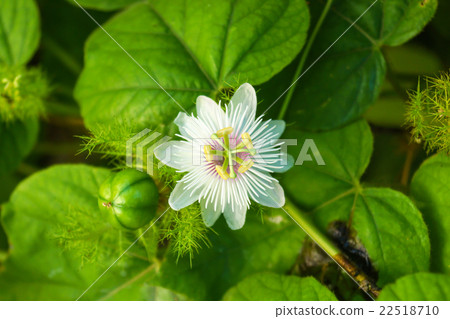 Fetid passionflower, Scarletfruit passionflower Fetid passionflower, Scarletfruit passionflower 22518710