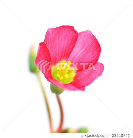 oxalis iron cross flower 22518745