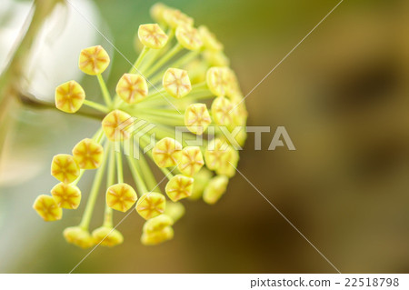 Yellow Hoya flowers Yellow Hoya flowers 22518798