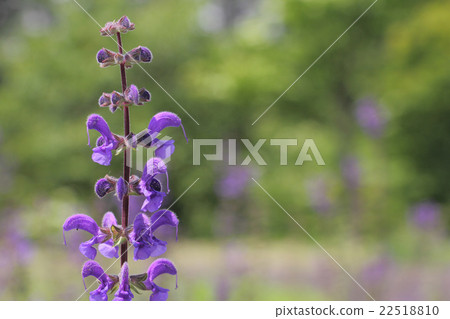 常年丹參 22518810