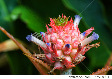 Close up of pineapple flowers Close up of pineapple flowers 22518901