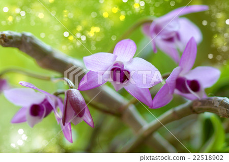 Purple orchid Flowers (Dendrobium parishii) 22518902