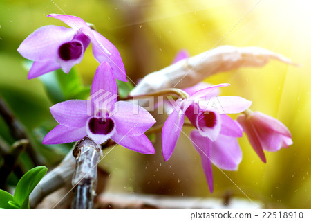 Purple orchid Flowers (Dendrobium parishii) Purple orchid Flowers (Dendrobium parishii) 22518910