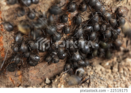 Aphids (clio aphids) 22519175