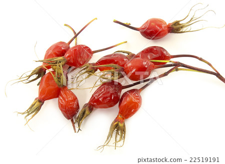Ripe berries of wild rose Ripe berries of wild rose 22519191