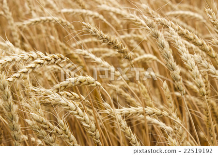 Ripe ears of wheat Ripe ears of wheat 22519192
