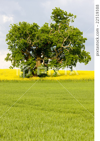 landscape, Brittany, France landscape, Brittany, France 22519388