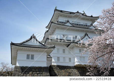 小田原城和櫻花 小田原城和櫻花 22519416