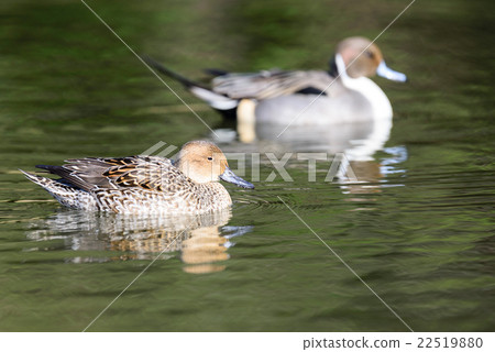 Female Northern pintail (Anas acuta) Female Northern pintail (Anas acuta) 22519880