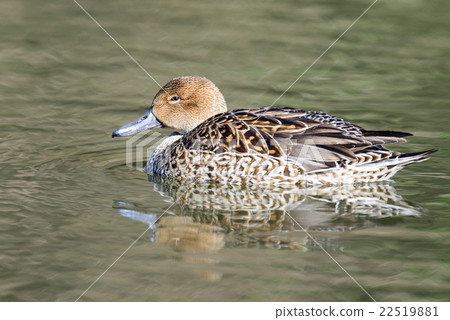Female Northern pintail (Anas acuta) Female Northern pintail (Anas acuta) 22519881