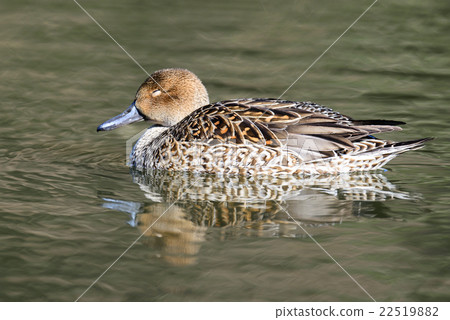 Female Northern pintail (Anas acuta) Female Northern pintail (Anas acuta) 22519882